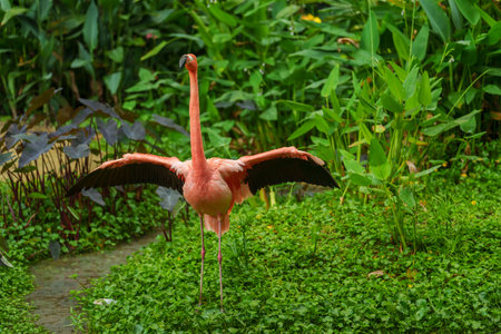 American Flamingos (Phoenicopterus ruber ruber) with wings spread resting in pondの写真素材
