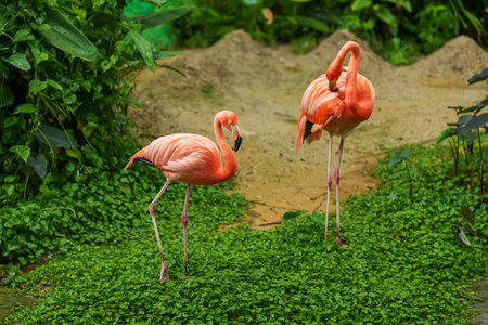 American Flamingos ( Phoenicopterus ruber ruber) resting in pondの写真素材