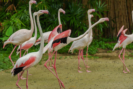 Greater Flamingo (Phoenicopterus roseus) on a pondの写真素材