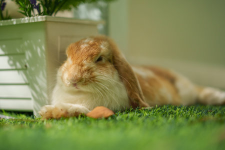 rabbit resting in the gardenの写真素材