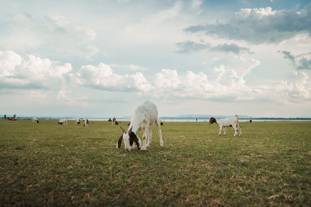 goat grazing grass on field near the riverの写真素材