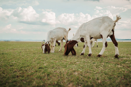 goat grazing grass on field near the riverの写真素材