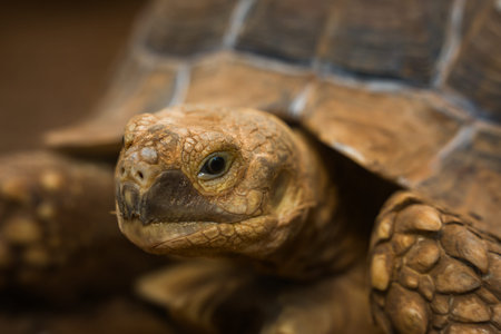 close up head of the African spurred tortoise (Centrochelys sulcata)
