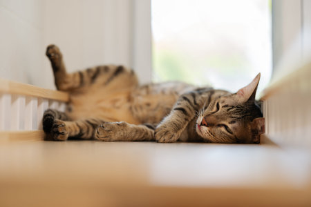 Domestic tabby cat sleeping on a modern wooden cat climber, cat tree tower