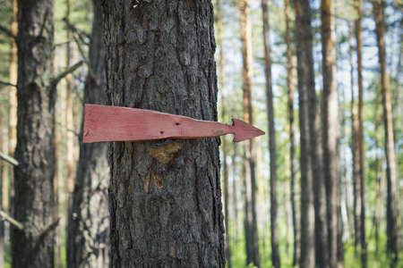 Red wood arrow on tree in forestの写真素材