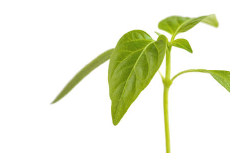 Green sprout plants growing from heap of soil, isolated on a white background.