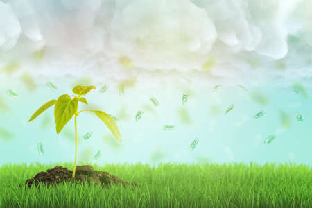 3d rendering of a young sprout growing on a fresh green lawn and a dollar bills rain falling down from the cloudy sky.の写真素材