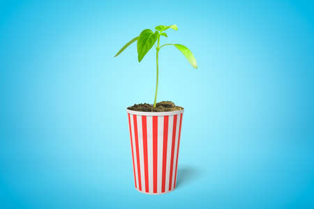 3d rendering of green sprout growing in popcorn bucket on blue backgroundの写真素材