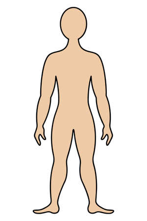 The human body. color vector illustration. Muscular man in full growth. unknown person. isolated background. cartoon style. medical theme. Idea for web designのイラスト素材