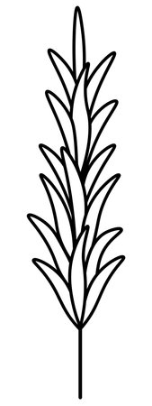Rosemary. sketch. A sprig of aromatic spice. vector illustration. Outline on isolated background. Doodle style. Stem with leaves. Idea for web design, menu.のイラスト素材