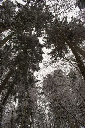 Fresh snow in a forest