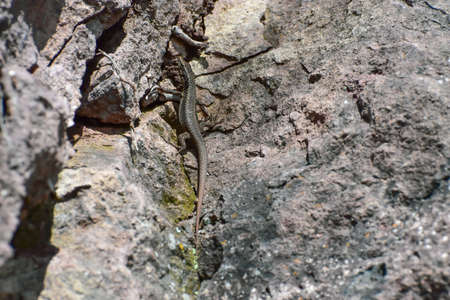 Lizard sunbathing on a rock. Taken in Madeiraの写真素材