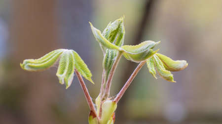 Fresh green sprouts. Nature is coming to life in spring. Taken in Profzheim, Germanyの写真素材