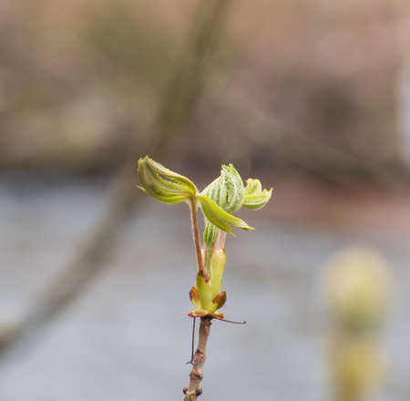 Fresh green sprouts. Nature is coming to life in spring. Taken in Profzheim, Germanyの写真素材