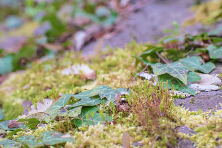 Green moss with ivy in spring. Taken in Pforzheim, Germany.の写真素材