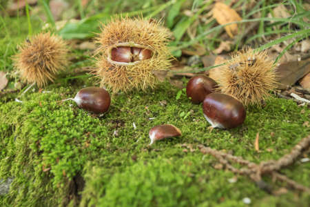 Chestnut season in Switzerland, near Vezio and Arosio.
