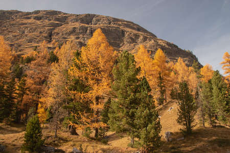 Beautiful swiss autumn landscape, in St. Moritz, Maloja.
