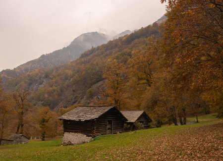 Chestnut trees in Switzerland, near Soglio and Castasegna. Taken in Soglio / Switzerland, 10.30.2021のeditorial素材