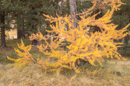 Beautiful swiss autumn landscape, in St. Moritz, Maloja.の写真素材