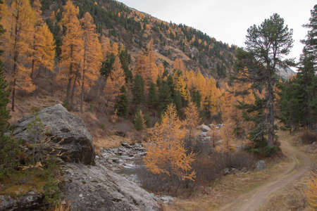 Beautiful swiss autumn landscape, in St. Moritz, Maloja.