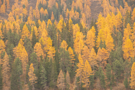 Beautiful swiss autumn landscape, in St. Moritz, Maloja.の写真素材