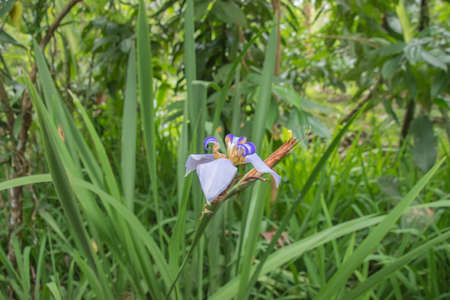 More rain but more green vegetation in the rainy season in Costa Rica. It is a paradise for nature...