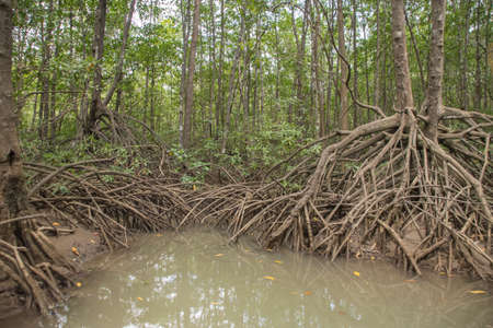 More rain but more green vegetation in the rainy season in Costa Rica. It is a paradise for nature...