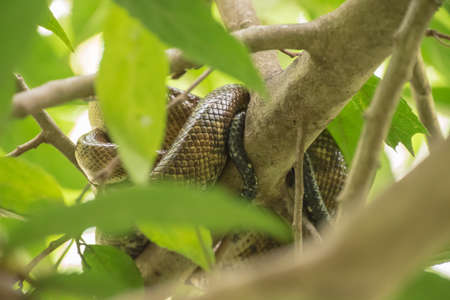 Animal watching in Costa Rica near Isla Damas.の写真素材