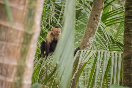 Cebus imitator is a medium-sized monkey in Central America.の写真素材