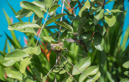 Costa Rica has an amazing count of species of birds, so it is an ideal place for birdwatching.の写真素材