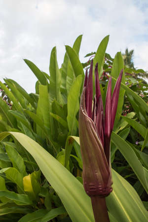 More rain but more green vegetation in the rainy season in Costa Rica. It is a paradise for nature lovers.の写真素材
