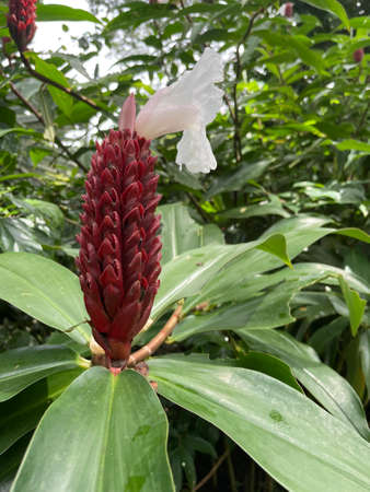 More rain but more green vegetation in the rainy season in Costa Rica. It is a paradise for nature lovers.の写真素材