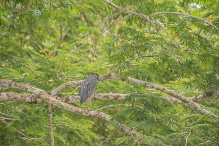 CaÃ±o Negro Wildlife Refuge, where you can observe birds, animals and monkeys in Costa Rica.の写真素材