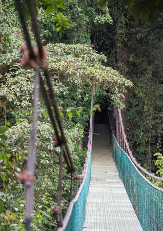 Animal watching from a hanging bridge in a Costa Rican rainforest.