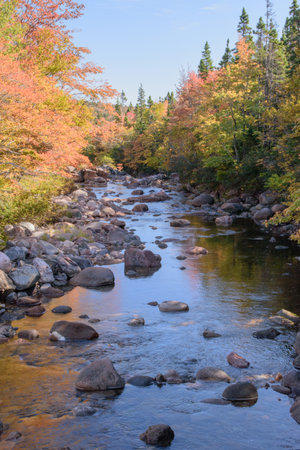 Colorful leaves in Canada in a forestの写真素材