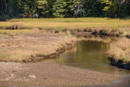 Colorful leaves in Canada in a bog forestの写真素材