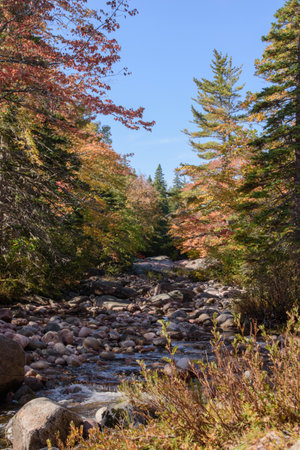 Colorful leaves in Canada in a forestの写真素材