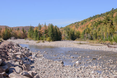 Colorful leaves in Canada in a forestの写真素材