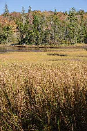 Colorful leaves in Canada in a bog forestの写真素材