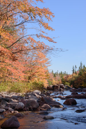 Colorful leaves in Canada in a forestの写真素材