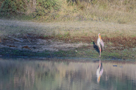 The grey heron is native throughout temperate Europe and Asia and also parts of Africa.の写真素材