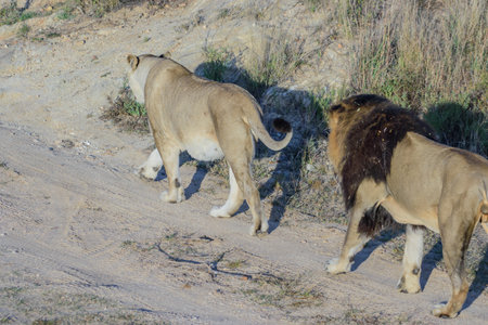 You can observe lions, near Hoedspruit, in South Africaの写真素材