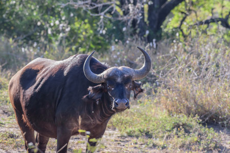Natural predators of adult African buffaloes include lions, hyenas, and crocodilesの写真素材