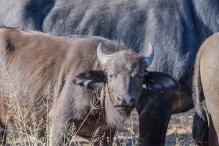 Natural predators of adult African buffaloes include lions, hyenas, and crocodilesの写真素材