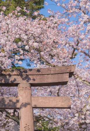 The cherry blossom is celebrated with "hanami" picnics under the cherry trees, symbolizing renewal and the fleeting nature of life.の写真素材