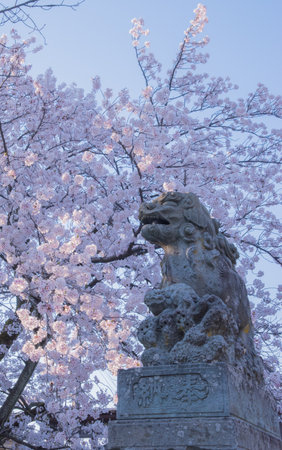 The cherry blossom is celebrated with "hanami" picnics under the cherry trees, symbolizing renewal and the fleeting nature of life.の写真素材