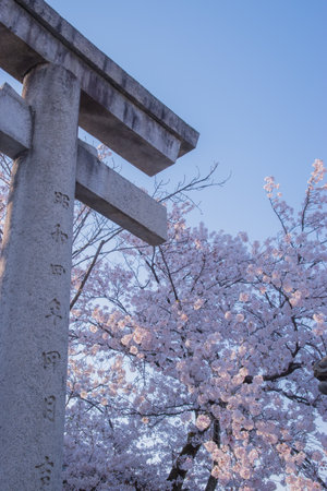 The cherry blossom is celebrated with "hanami" picnics under the cherry trees, symbolizing renewal and the fleeting nature of life.の写真素材