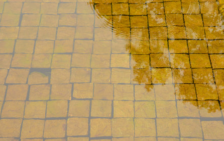 The botanical garden pond showcases decorative stone structures beneath the water's surface,...