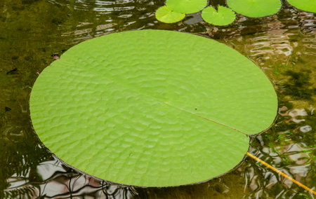 This botanical garden highlights Japanâs native plants and flowers, featuring curated landscapes and educational exhibits promoting horticultural beauty and conservation.の写真素材