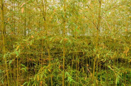 This botanical garden highlights Japanâs native plants and flowers, featuring curated landscapes and educational exhibits promoting horticultural beauty and conservation.の写真素材